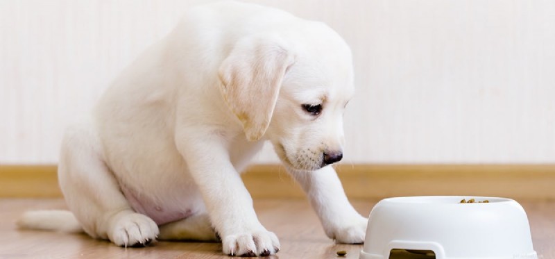 Les chiens peuvent-ils goûter de la nourriture humide ?