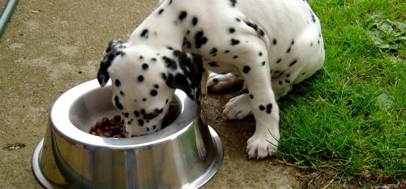 犬は湿った食べ物を味わうことができますか?