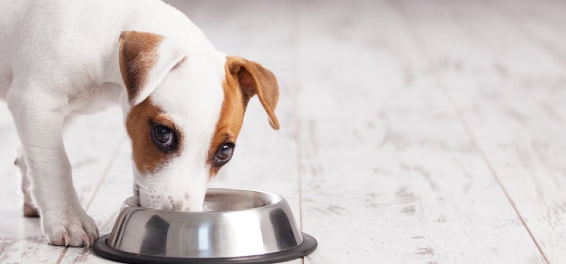 Os cães podem sentir o gosto de comida úmida?