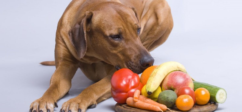 Kan hundar smaka trådig mat?