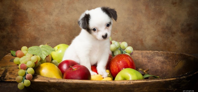 Kan hundar smaka trådig mat?
