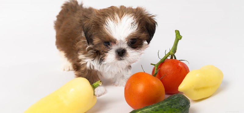 Kunnen honden vezelig voedsel proeven?