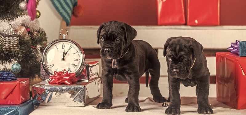 Dokážou psi říct čas?
