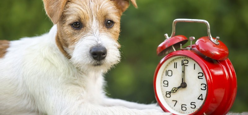 Kunnen honden de tijd zien?