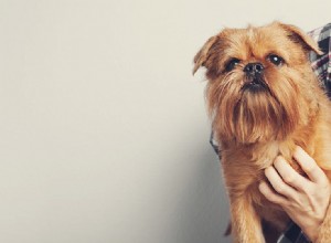 Mohou psi myslet jako lidé?