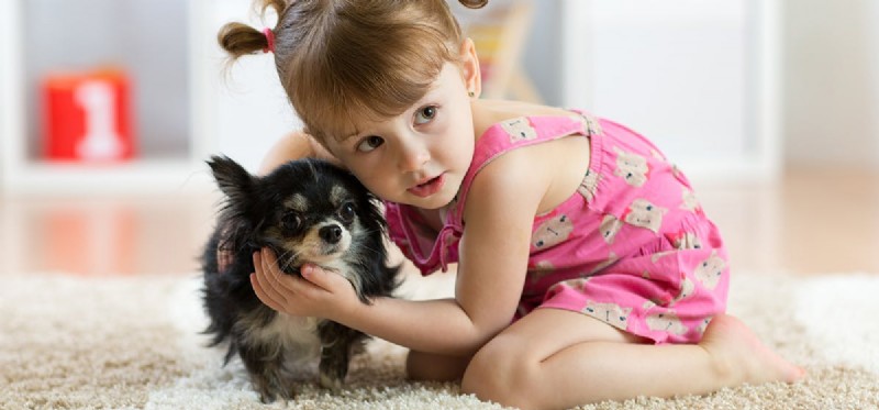 Dokážou psi porozumět náklonnosti?