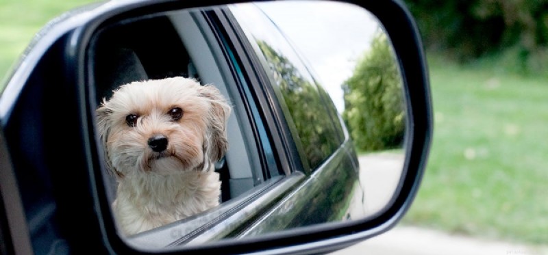 Kan hundar förstå en spegel?