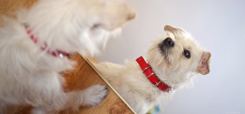 Kan hundar förstå en spegel?