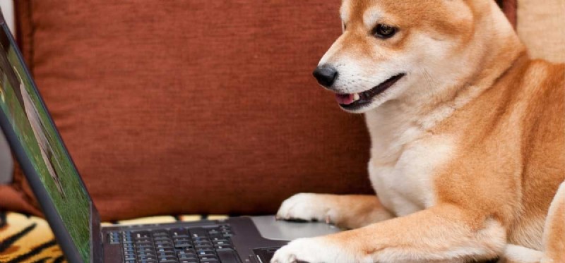 Dokážou psi rozumět obrazovkám?