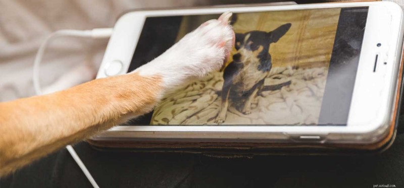 Могут ли собаки понимать экраны?