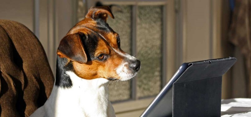 Dokážou psi rozumět obrazovkám?