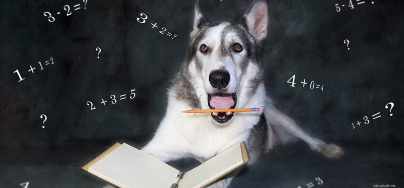 犬は簡単な数学を理解できるか?
