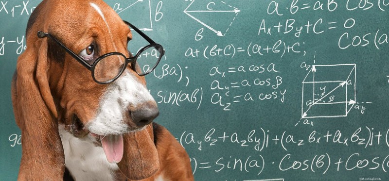 Os cães podem entender matemática simples?