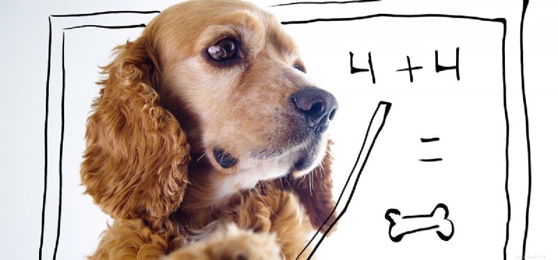 개가 간단한 수학을 이해할 수 있습니까?