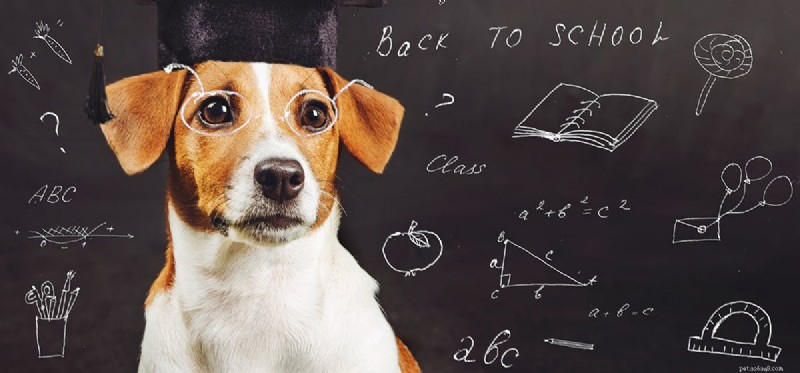 Begrijpen honden eenvoudige wiskunde?