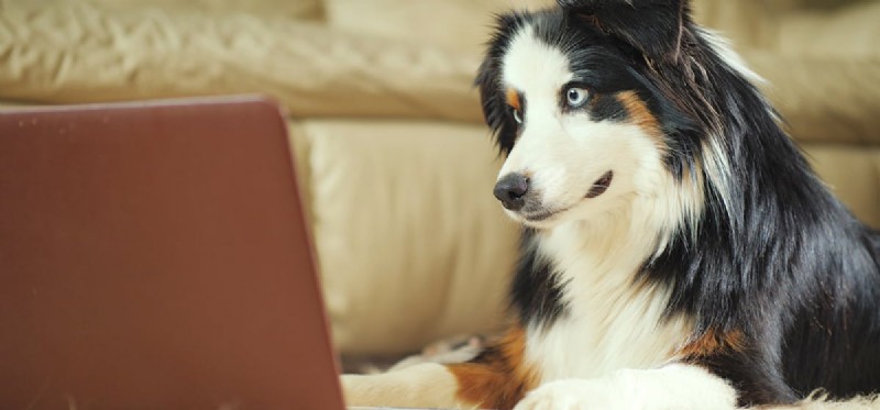 Os cães podem entender os vídeos?