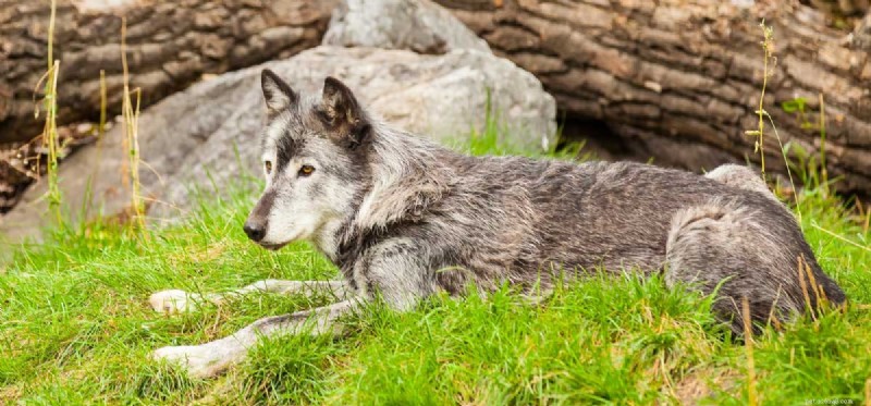 Os cães podem entender os lobos?
