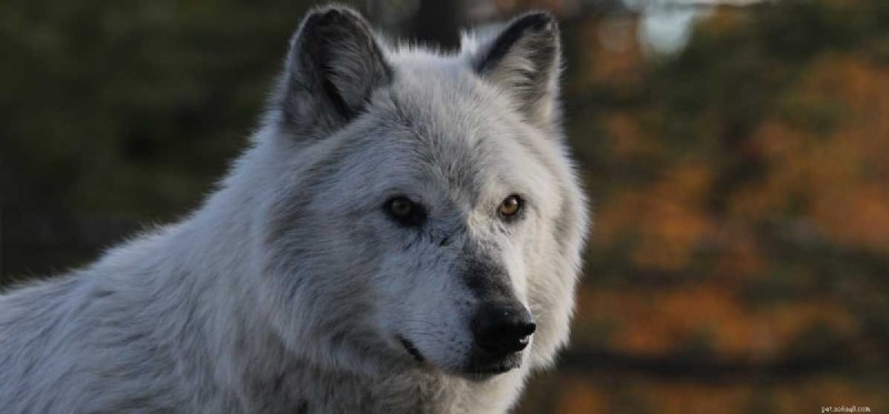 Mohou psi rozumět vlkům?