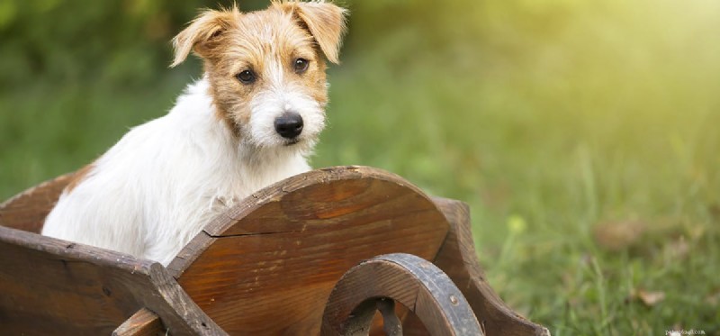 Mohou psi používat hydrokortizonový krém?