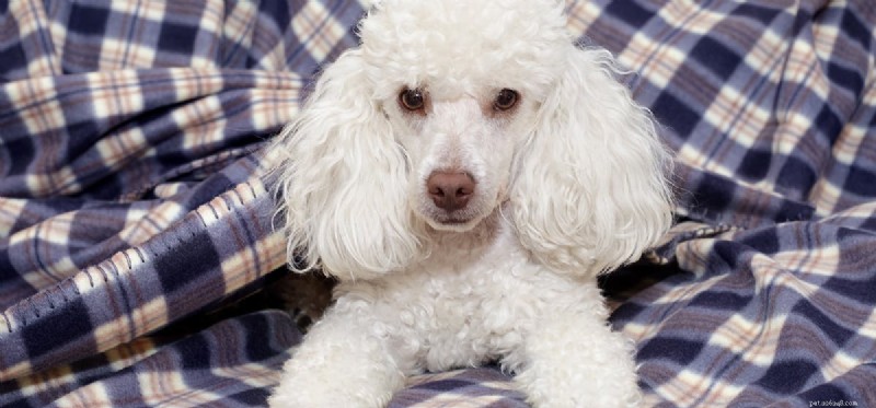 犬はヒドロコルチゾン クリームを使用できますか?