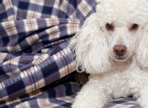 犬はヒドロコルチゾン クリームを使用できますか?