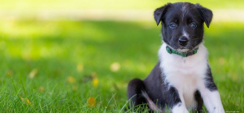 Kan hundar använda hydrokortisonkräm?