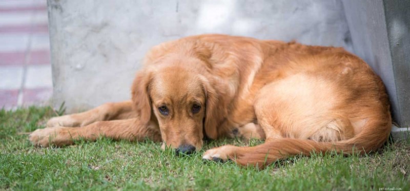 Les chiens peuvent-ils vomir à cause du stress ?