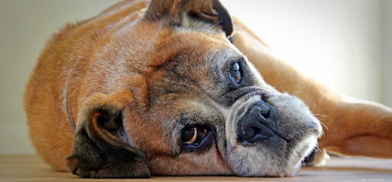 Kunnen honden overgeven van stress?