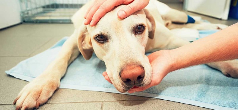 I cani possono vomitare per lo stress?