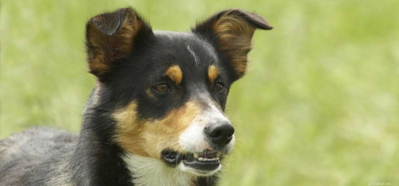 Kunnen honden overgeven van stress?