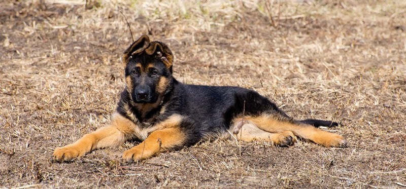 Kunnen honden met slappe oren ook horen?