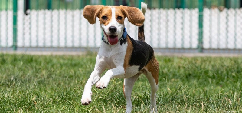 Kunnen honden met slappe oren ook horen?