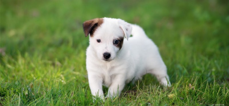 垂れ耳の犬も聞こえますか?