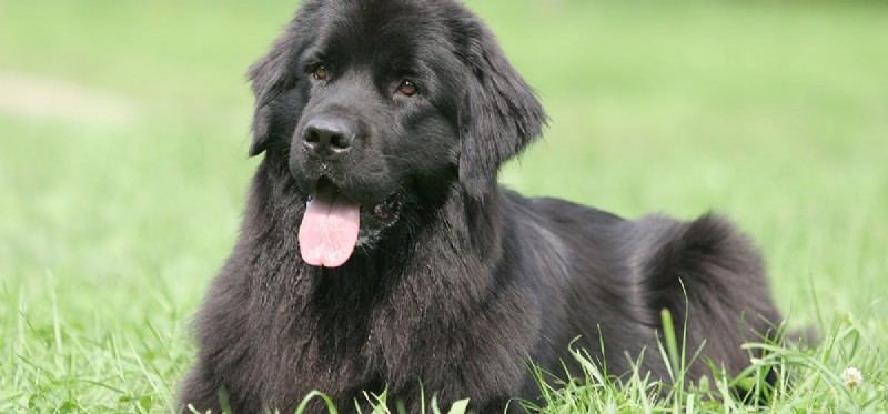 Kunnen Newfoundland-honden in Florida wonen?