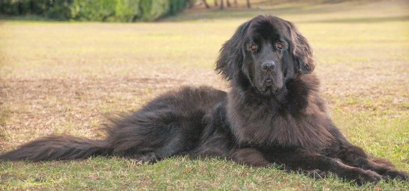 Kunnen Newfoundland-honden in Florida wonen?