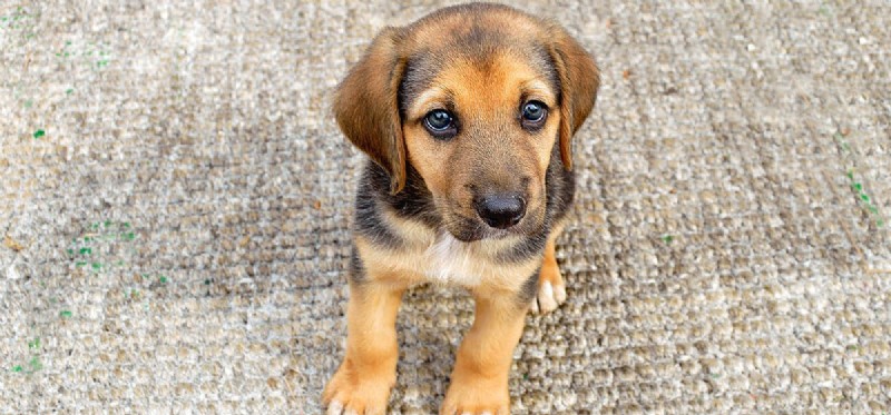 救助犬は苦悩を感じることができますか?