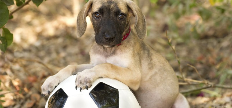 救助犬は苦悩を感じることができますか?