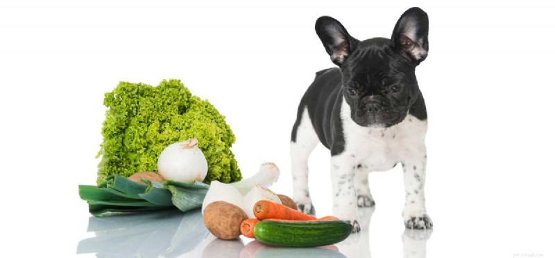 Kan uw hond komkommers proeven?