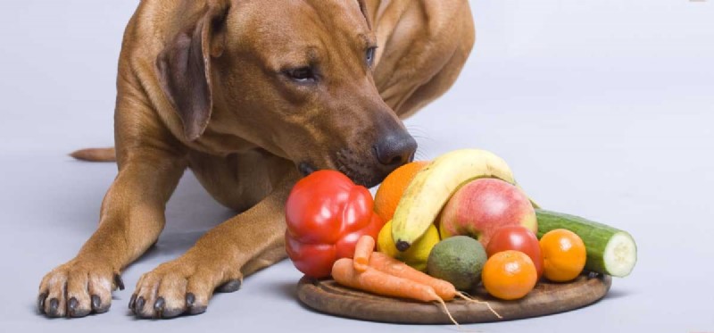 Kan din hund smaka gurka?
