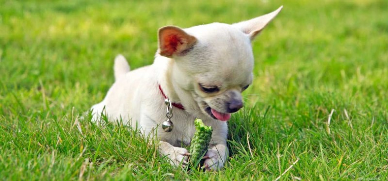 Seu cão pode provar pepinos?
