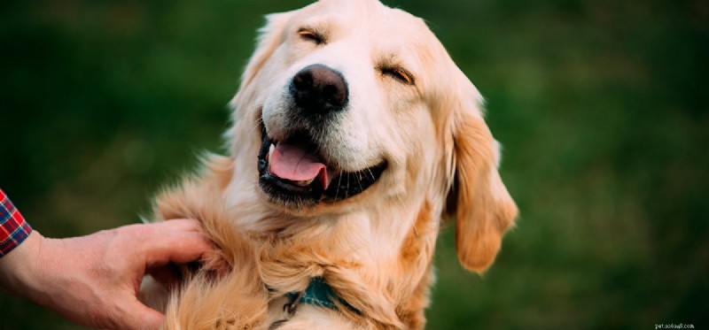 In che modo i cani possono renderci felici?