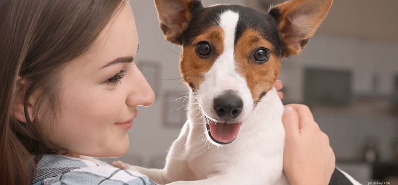 Seu cão é co-dependente?