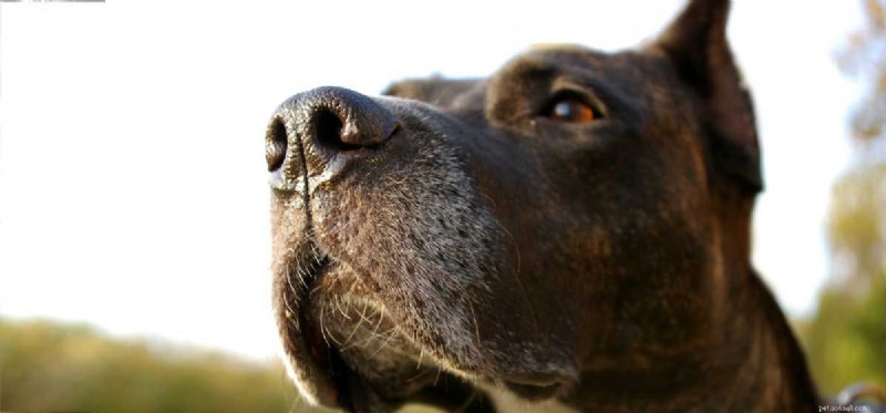 개는 어떤 냄새를 맡도록 훈련받을 수 있습니까?