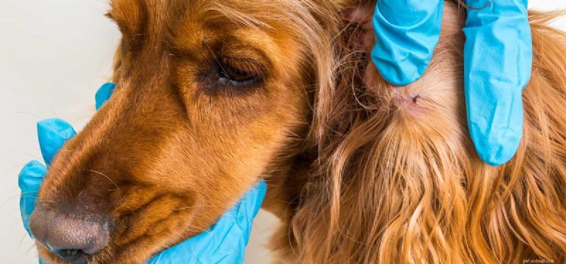 Что собаки могут заразиться от клещей?