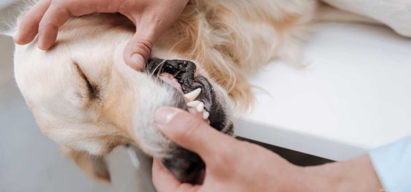 O que os cães podem mastigar para limpar os dentes?