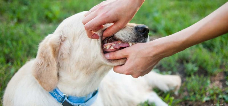Wat kunnen honden kauwen om hun tanden schoon te maken?