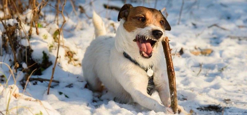 Wat kunnen honden kauwen om hun tanden schoon te maken?