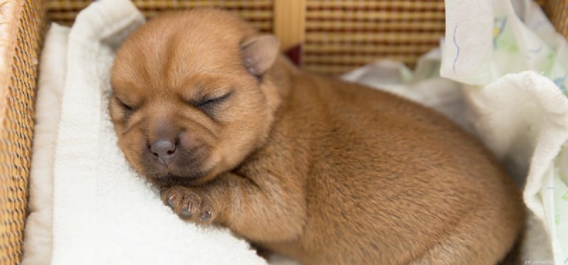 Wat kunnen honden innemen om te slapen?