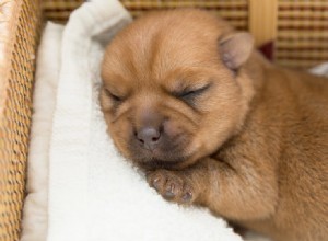 Co mohou psi vzít ke spánku?