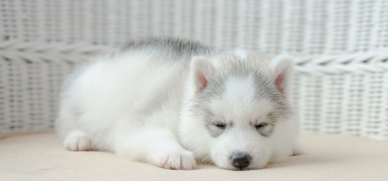 개가 잠을 잘 수 있는 것은 무엇입니까?